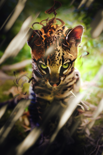 Wild, par Milou