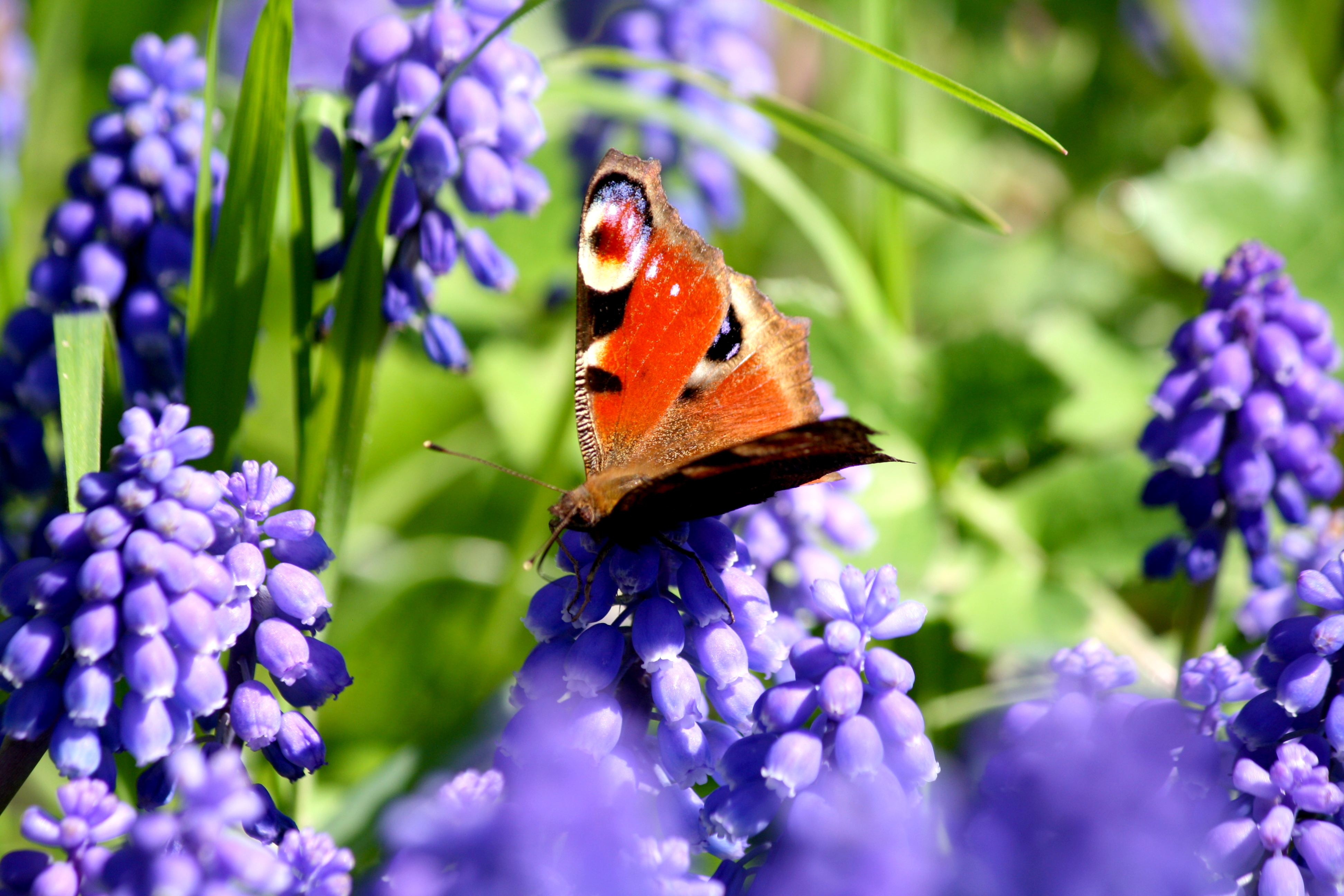 Papillon de Mars, par Zukki